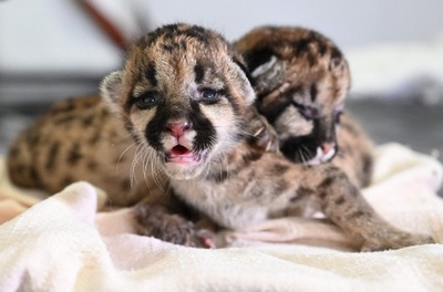 「ママはどこ？」 ピューマの赤ちゃん2頭保護 コロンビア