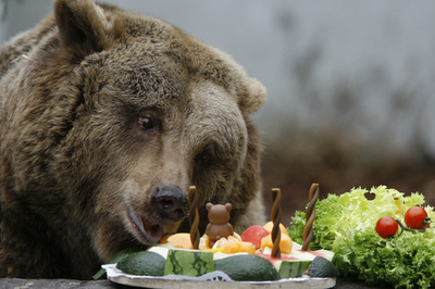 ベルリン市のクマ、17歳の誕生日 - ドイツ