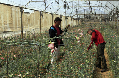 輸出できない花、今年も家畜の餌に パレスチナ・ガザ地区