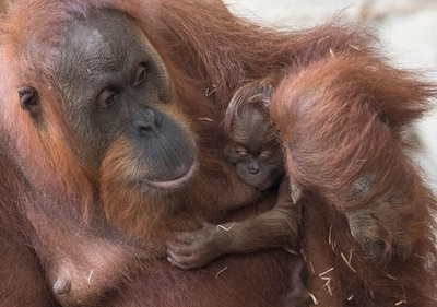 ママにべったり！ オランウータンの赤ちゃん 独