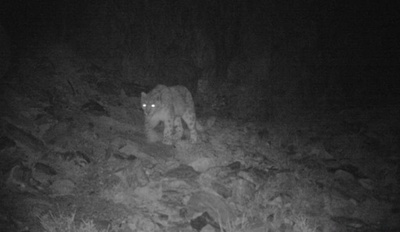 「幻のユキヒョウ」を撮影 中国・青海省のココシリ山地
