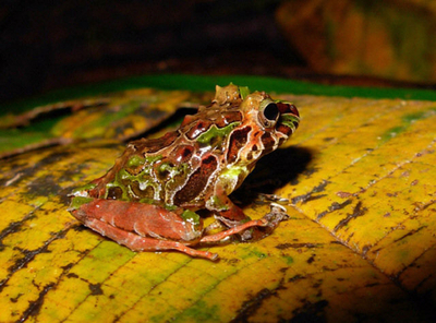 新種の両生類10種、コロンビアで発見される NGOなどによる調査