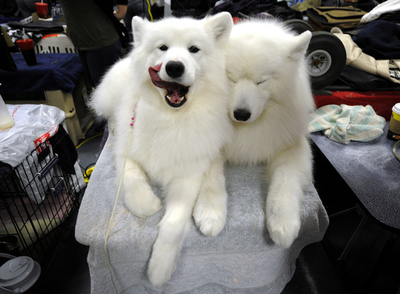 出番を待つワンちゃんたち、米ドッグショー