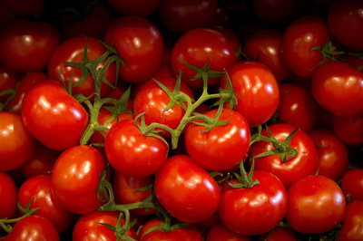 連続光への耐性遺伝子でトマトの収穫2割増、オランダ研究