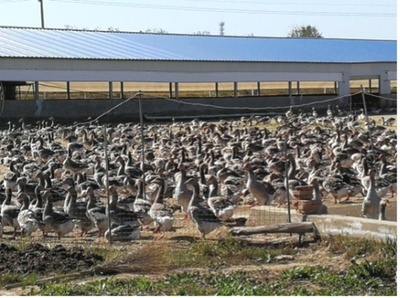 これらの美味しいもの、全て中国で生産可能・中国