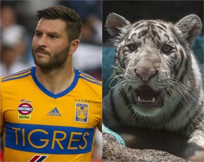メキシコでプレーする仏代表FW、地元動物園で生まれたトラの名前に