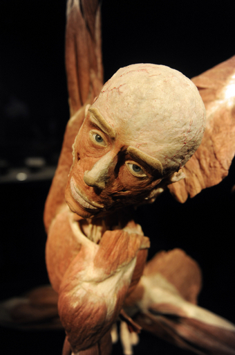 今にも動き出しそう、リアルな人体標本展「人体の世界」