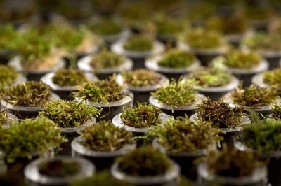 4億年前の酸素急増、「コケ」が供給源か 研究