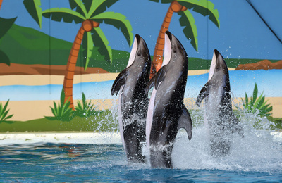 江の島セーリングW杯でイルカショー、国際連盟が「失望」表明