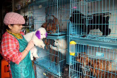 中国の巨大ペット市場 、発展のネックは？