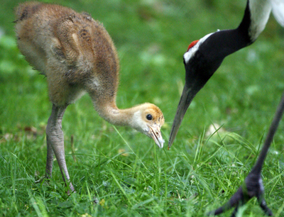 生後20日のタンチョウのヒナ