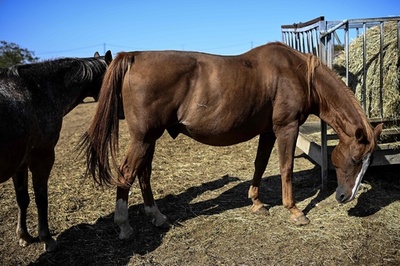 体の一部を切断された馬、スウェーデンでも初確認 仏の怪事件に類似