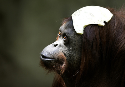 オランウータンに「人権」はある？世界初の判決に困惑も