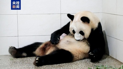 上海野生動物園のジャイアントパンダ 雄雌の双子出産