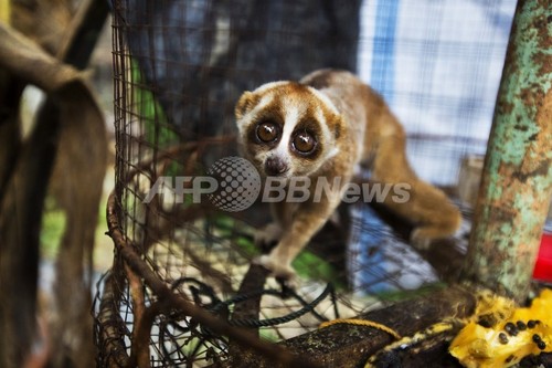 増加する野生動物の密売 インドネシア 写真4枚 ファッション ニュースならmode Press Powered By Afpbb News