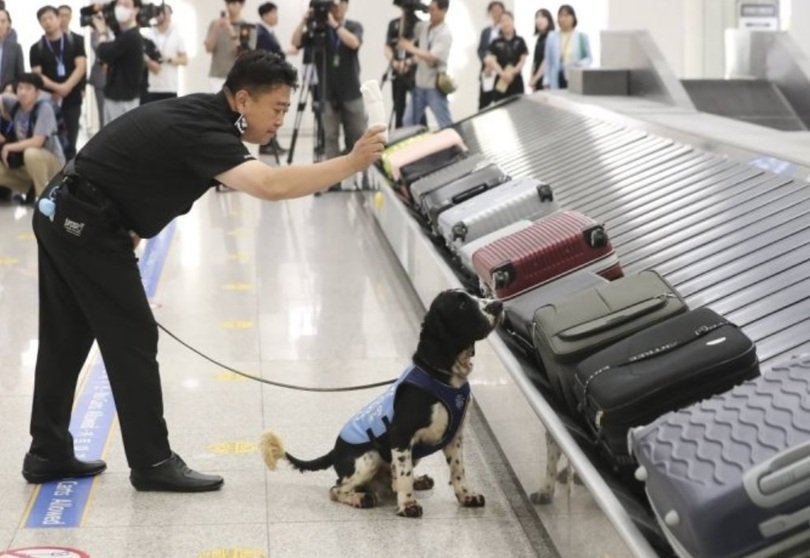 仁川空港第1旅客ターミナル空港で手荷物を検査する税関職員と麻薬探知犬(c)MONEYTODAY