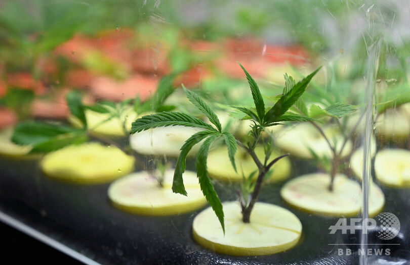 ボブ・マーリーも吸った幻の在来種大麻を現代に、ある研究者の挑戦 ジャマイカ