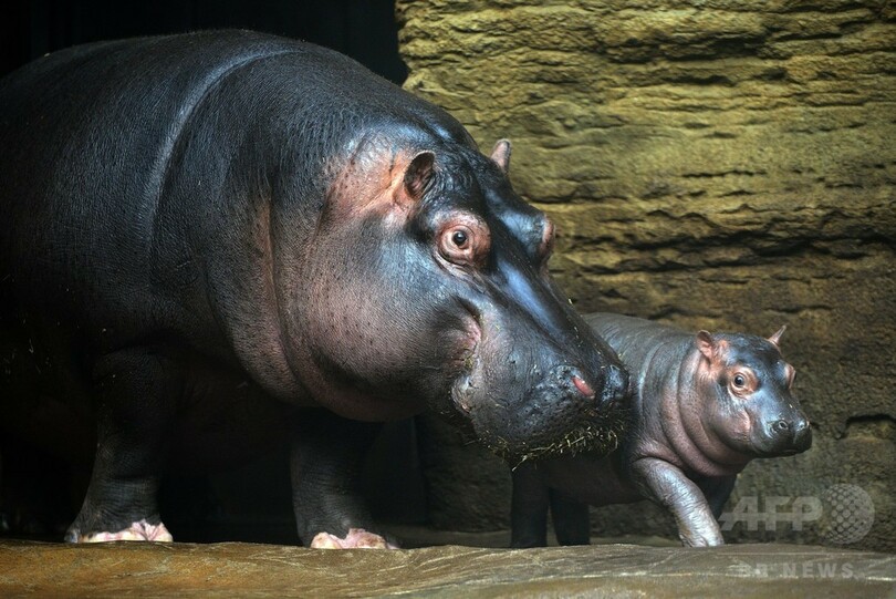 生後1か月の赤ちゃんカバ、目をまん丸にして水泳も チェコ