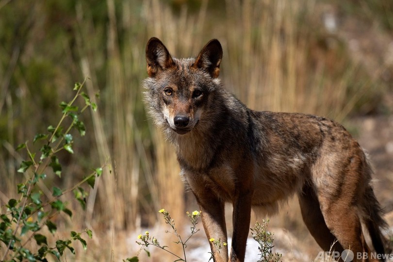 スペイン、9月以降オオカミ狩り禁止へ AFPフォトエッセー