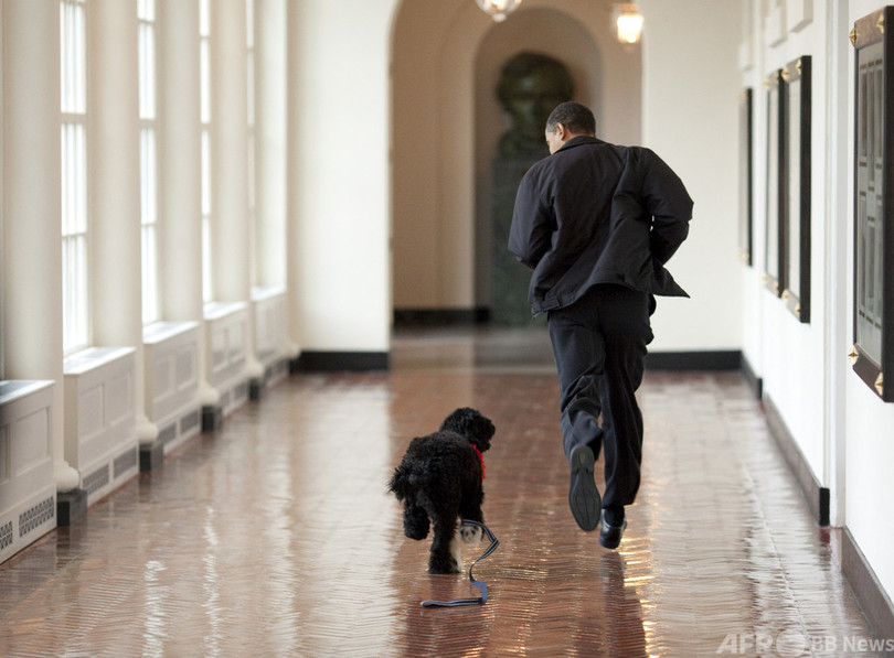 オバマ家の愛犬 ボー がんで死ぬ ホワイトハウスの人気者 写真6枚 国際ニュース Afpbb News