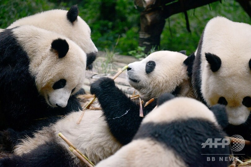 野生パンダを顔認証で識別するアプリ、中国で開発