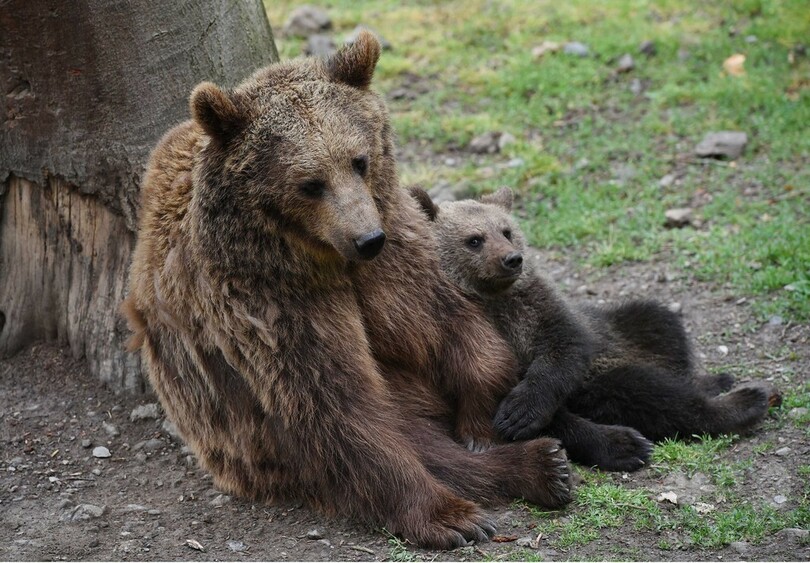 発情期の雄から子ども守る母熊 人を盾に 研究 写真1枚 国際ニュース Afpbb News
