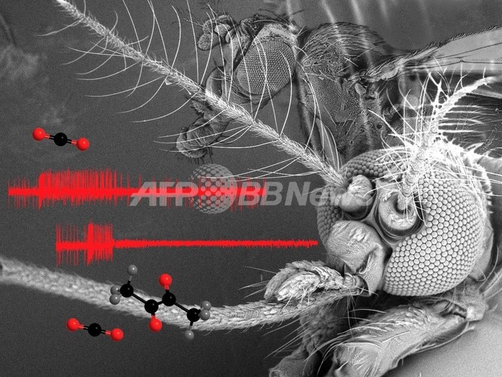 蚊を「煙に巻く」におい分子を発見、マラリア予防に期待大 蚊を「煙に巻く」におい分子を発見、マラリア予防に期待大