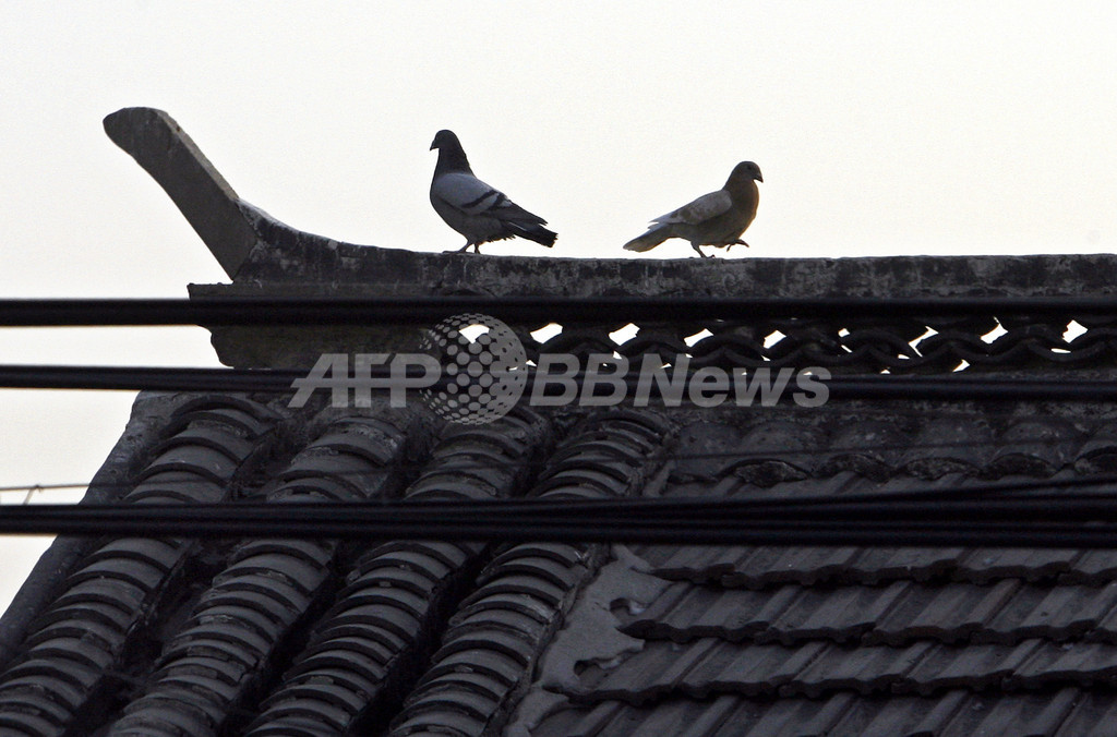 国慶節、北京でハトに「飛行禁止令」?! 国慶節、北京でハトに「飛行禁止令」?!