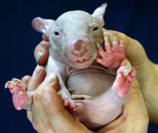 特集 かわいい動物の赤ちゃん 写真91枚 国際ニュース Afpbb News