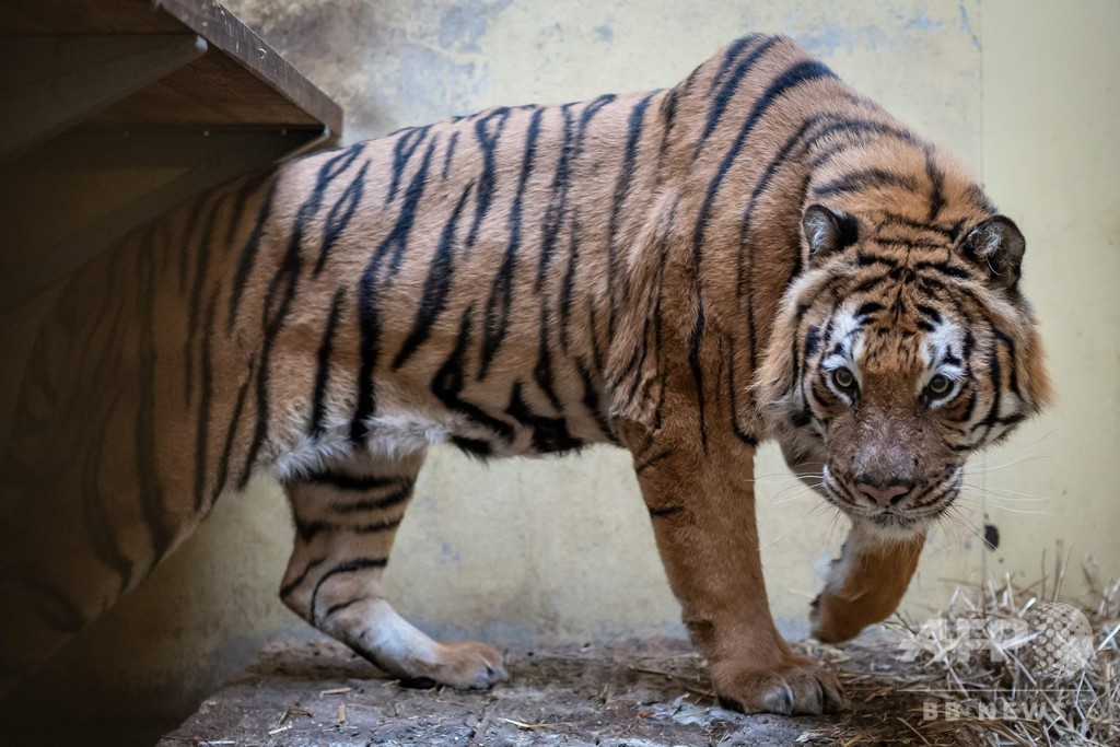 ポーランドで保護されたトラ9頭、受け入れ先の動物園で徐々に回復中