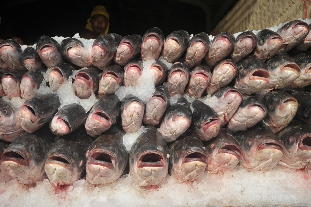 人間の スーパー捕食者 傾向に見直し必要 研究 写真1枚 国際ニュース Afpbb News