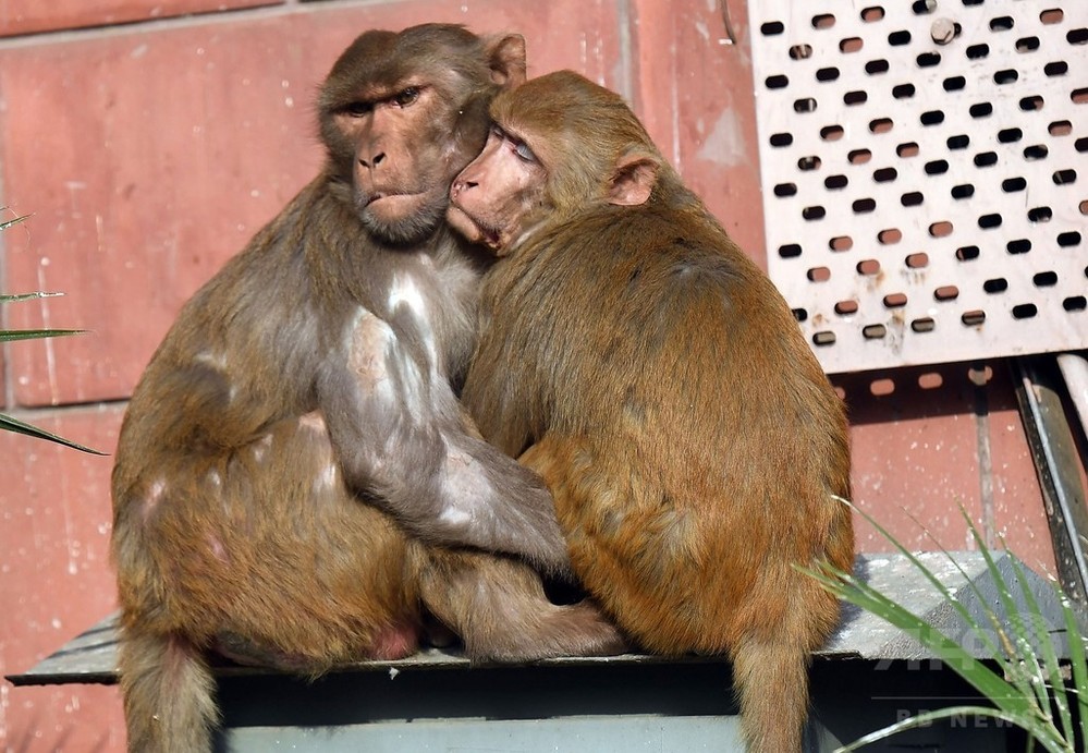 サルに連れ去られた 赤ちゃん 遺体で発見 インド 写真2枚 国際ニュース Afpbb News
