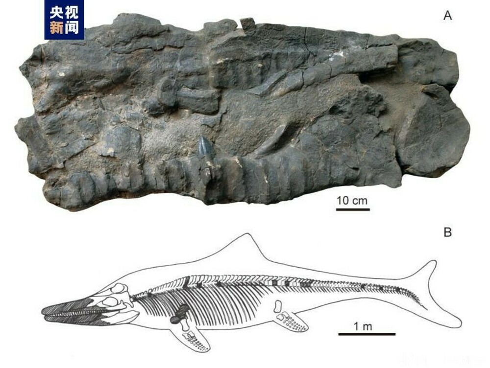 額装　魚の化石（Lophocephalus）約4千万年前 中国産 額装 魚の化石（Lophocephalus）約4千万年前 中国産
