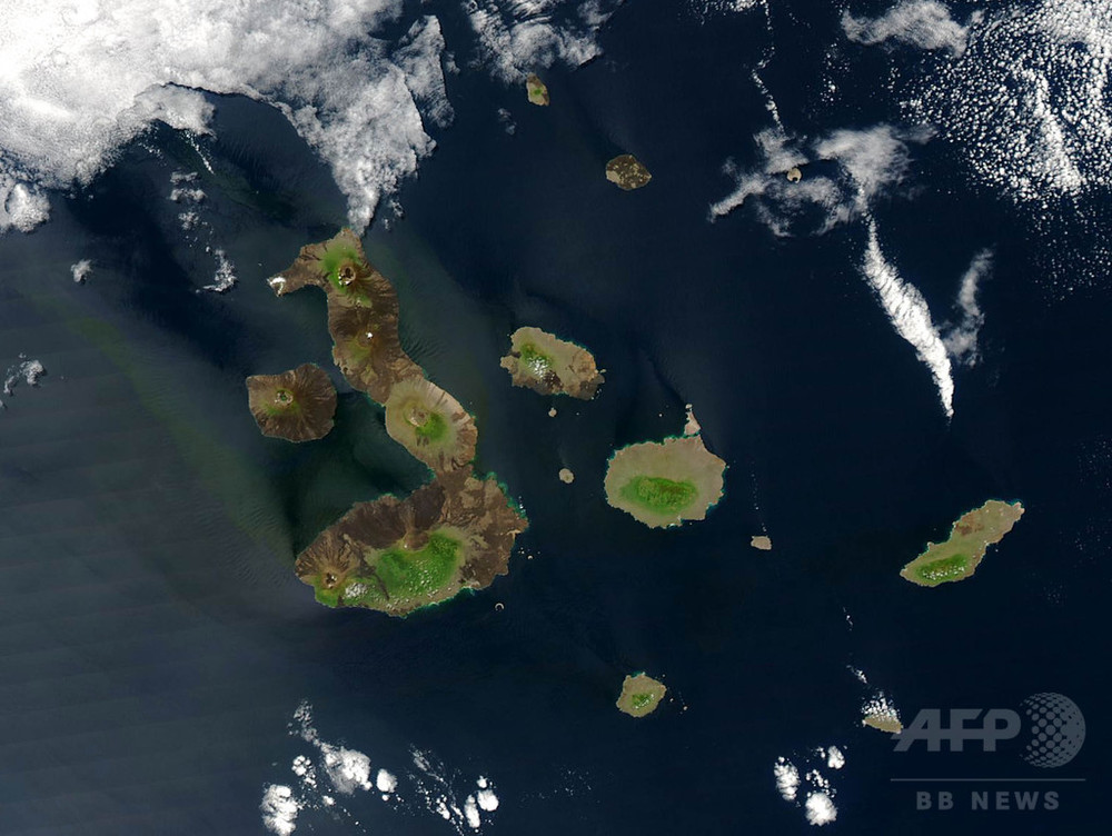 深海エイ、熱水噴出孔で卵のふ化を促進か 研究 写真1枚 国際ニュース