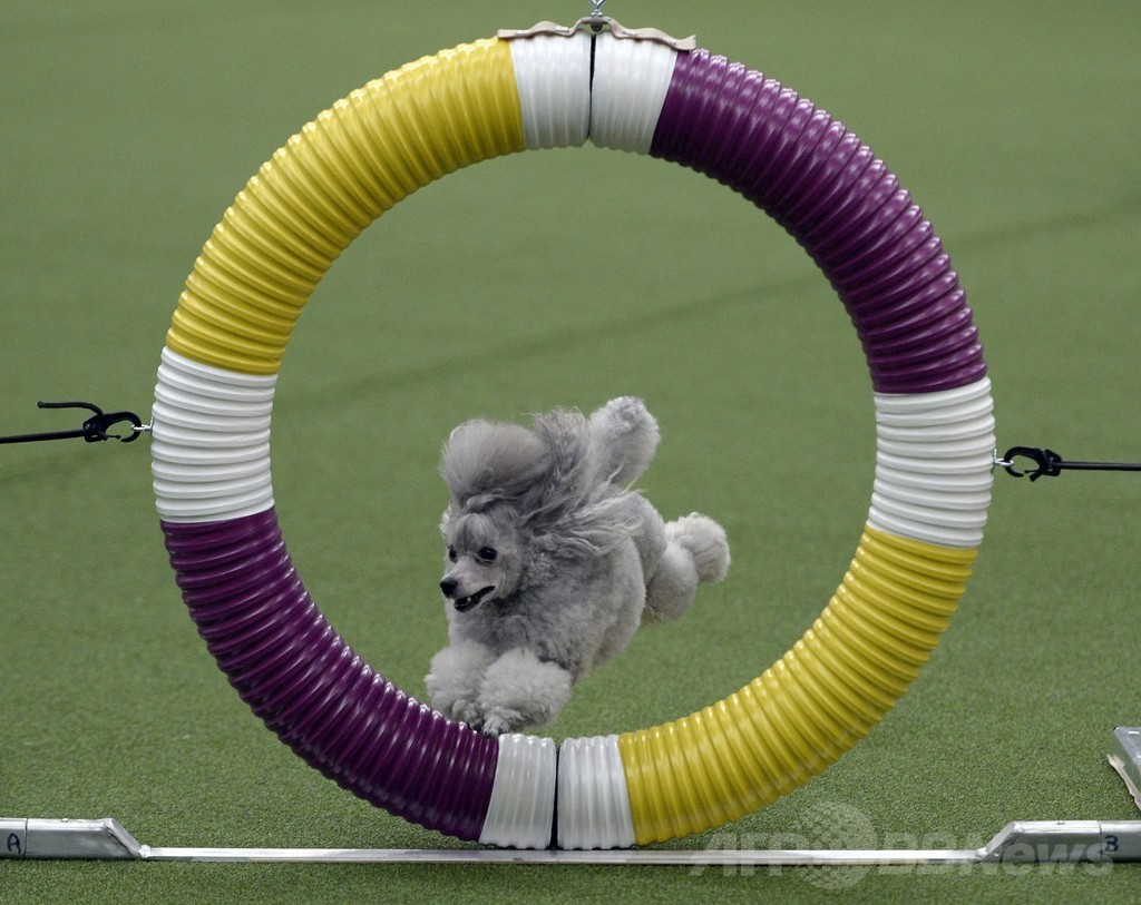 犬の機敏さ競う「アジリティ」選手権、NYで開催