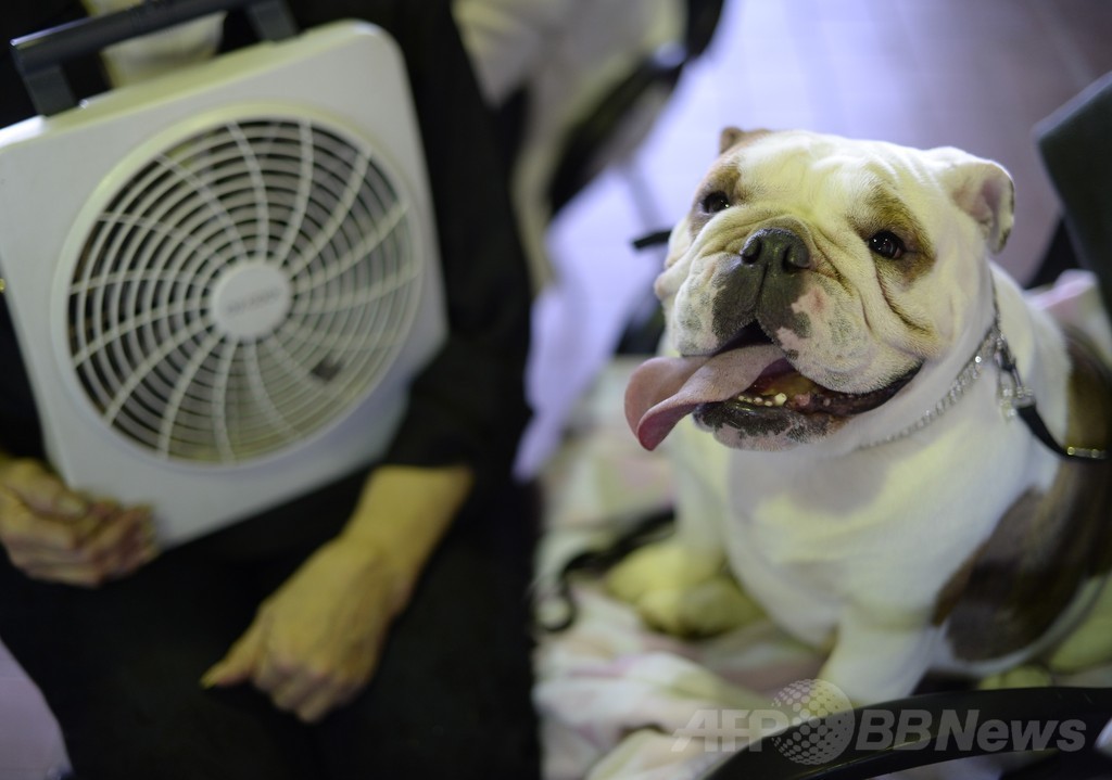 【特集】「美犬」大集合、米ドッグショー写真集