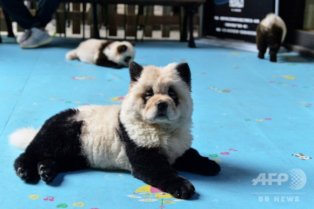 中国で パンダ犬カフェ オープン 人気の一方で物議醸す 国際ニュース Afpbb News