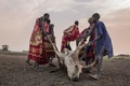 南スーダン・ミンカマンで、サソリによって死んだ牛を運ぶ人々（2018年3月4日撮影）。(c)AFP / Stefanie Glinski