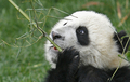中国南西部の四川（Sichuan）省にある成都パンダ繁育研究基地（Chengdu Research Base of Giant Panda Breeding）で、笹を食べるパンダ（2007年5月25日撮影）。(c)AFP/LIU Jin