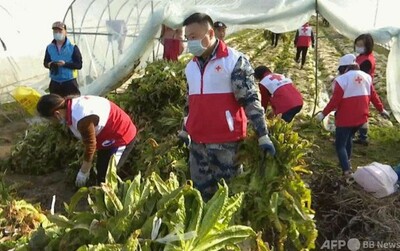 武漢などの企業が石家庄に野菜を寄贈