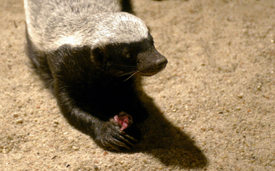 イラクの巨大アナグマ、英軍が送り込んだとの「うわさ」