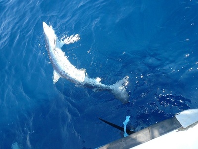 地中海のサメとエイ、半数以上の種が「絶滅の危機」 報告書