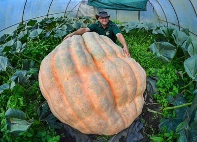 重さ550キロの巨大カボチャ、ドイツ