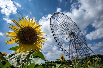 Japan sees hottest July since records began