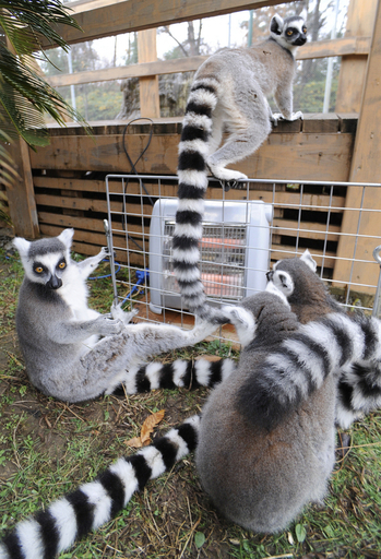 「冬はこれにかぎるね」、ストーブで暖をとるワオキツネザル