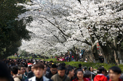 応援のお礼に…武漢大の名物の桜、医療チームは予約なしで見学可能に