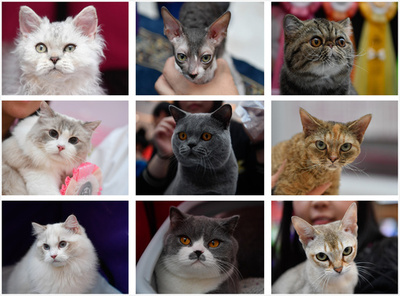 中国・昆明で「美猫」コンテスト 100匹が競う