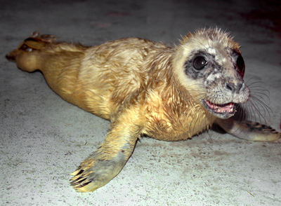 瀕死のハイイロアザラシの赤ちゃんを保護、フランス