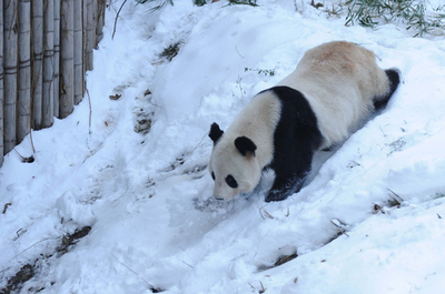 北京また大雪、人工降雪の議論も再燃 チャイナ・デーリー