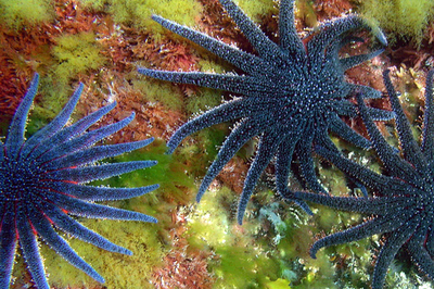 初の「海の国勢調査」を公表、未知の種は75万種以上